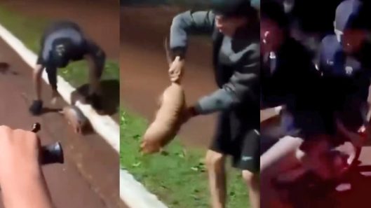 investigan la muerte de un tatú mulita tras la viralización de un video