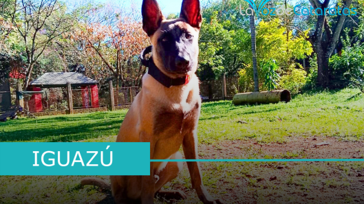 k9 iguazu