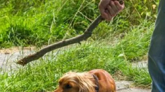 maltrato-animaljpg
