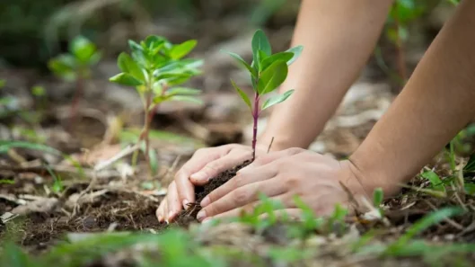 medio-ambiente-dia-planta-1jpg