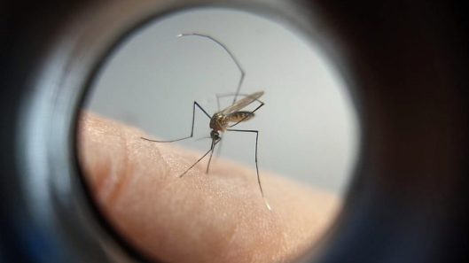 mosquito-febre-amarela-sesa-2048x1365