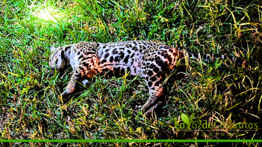 ocelote atropellado