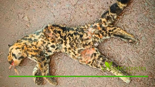 ocelotea otropellado