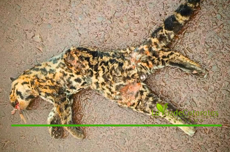 ocelotea otropellado