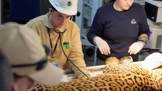 onca-resgatada-recebe-nome-passa-por-exames-e-aguarda-decisao-para-voltar-a-natureza-6a41788b94096