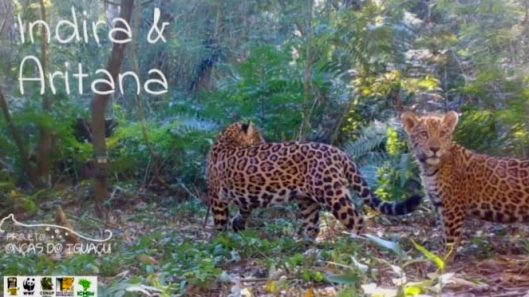 oncas-reproducao-facebook