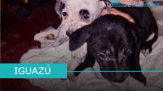 perritos en adopcion
