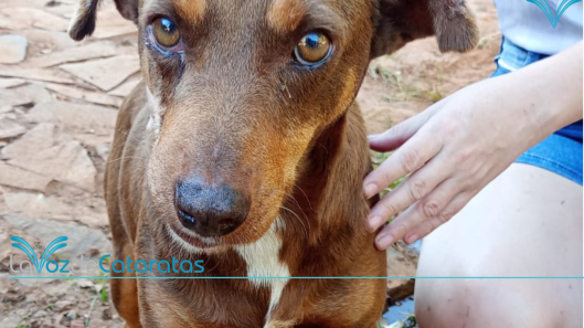 perros necesitan quimioterapia