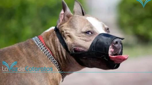 perros potencialmente peligrosos