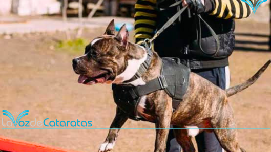 perros potencialmente peligrosos