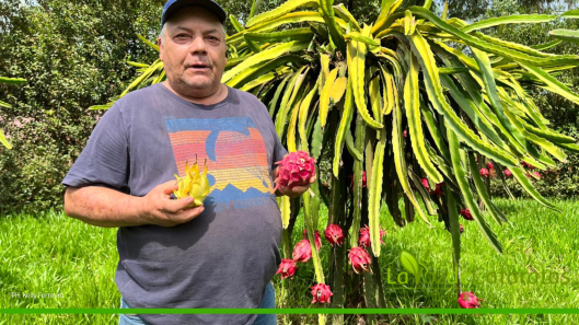 pitaya en iguazu