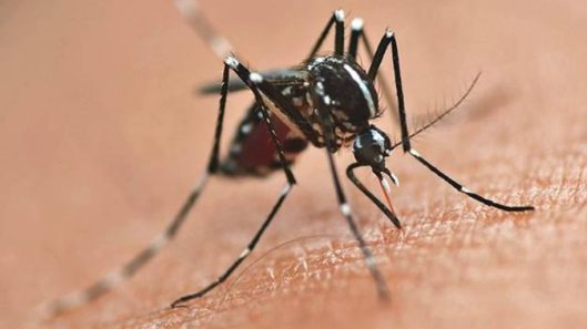 primeira-morte-por-dengue-no-ano-epidemiologico-e-confirmada-em-foz-do-iguacu-628c025985197