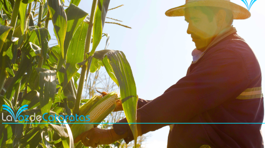 productores locales
