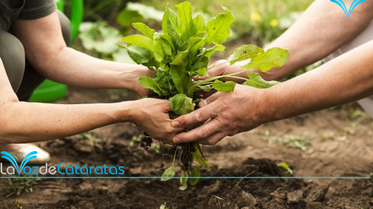 productores zona norte