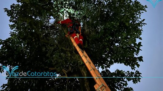 rescate de un gato