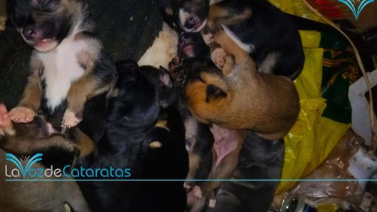 rescatista en iguazu