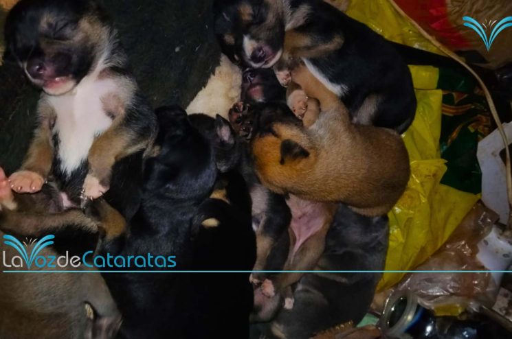 rescatista en iguazu