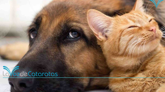 tenencia responsable de mascotas
