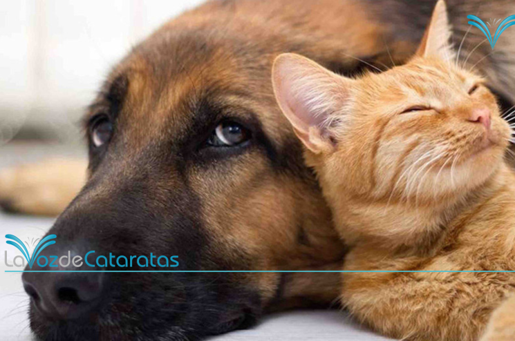 tenencia responsable de mascotas