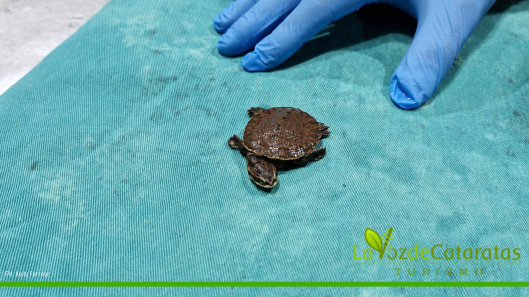 tortuga rescatada