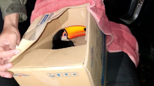 tucan