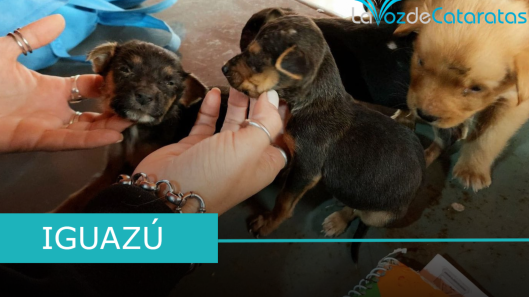 zoonosis iguazu (2)